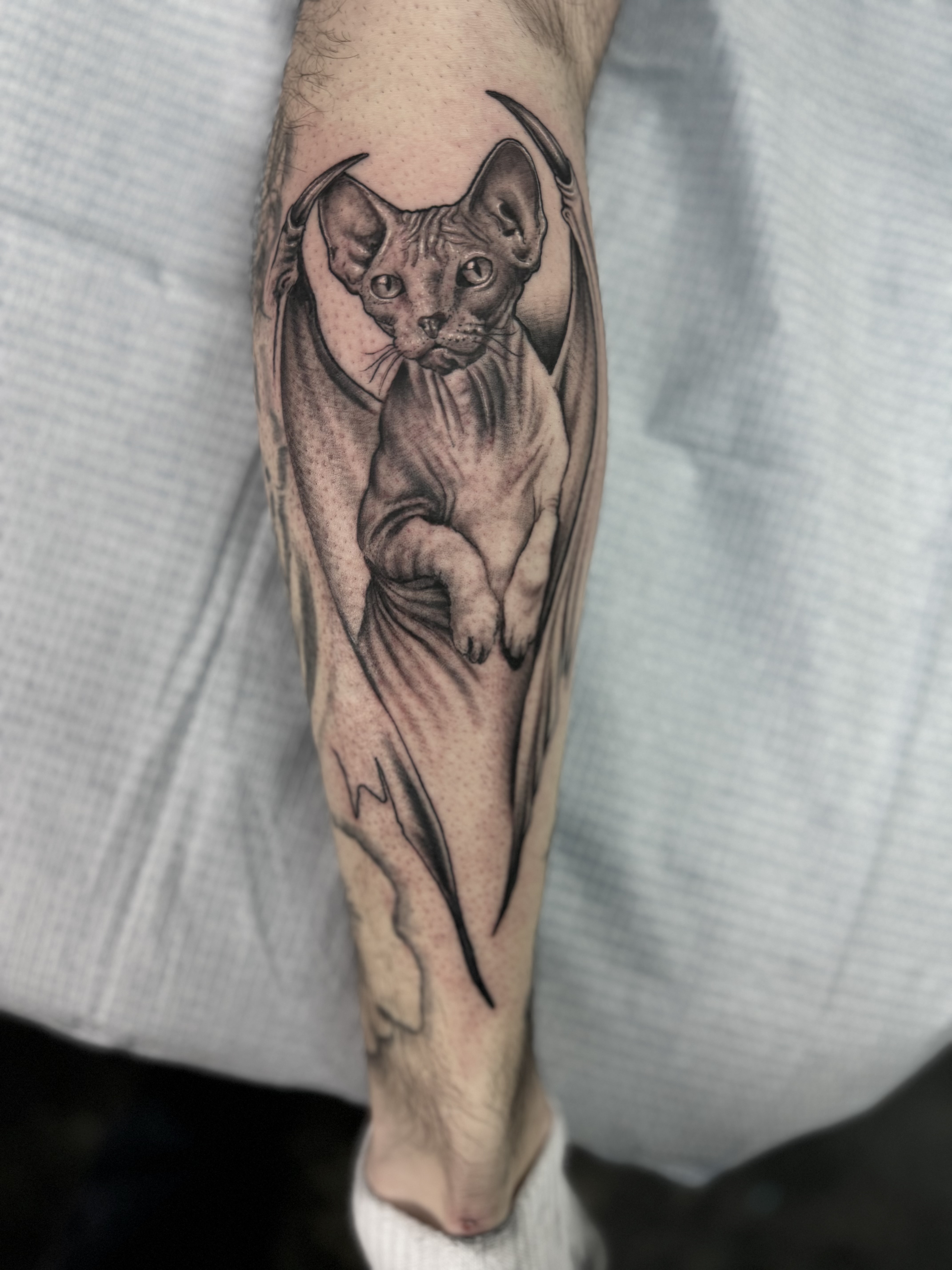 Illustrative sphynx cat tattoo by Cesar — Gold Scarab Tattoo Seattle